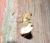 Dscf3886