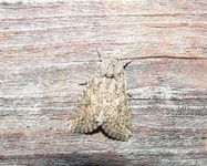 Dscf3846