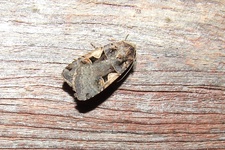 Dscf3881