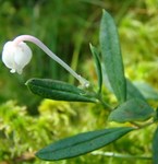 Modrzewnica