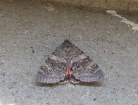 Dscf4119