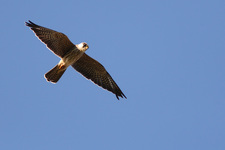 Img_0521_ps_den1_shpn100