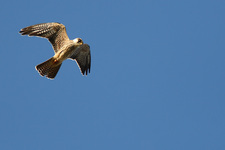 Img_0527_ps_den1_shpn100
