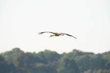 Img_8417