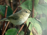 Dscf4356