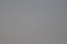 żuraw3