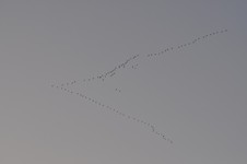 żur2