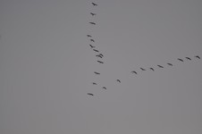żur3