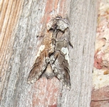 Dscf4152