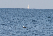 Lodówka16paz