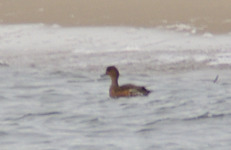 Imgp6097sw2