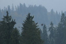 Przedni_i_mobber_2