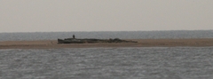 Bielik31paz