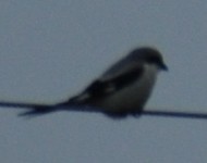 Srokosz7