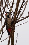 Dsc_9207bialoszyi