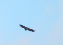 Dscf2235.1