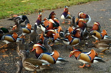 Dsc_3329mandarynki