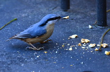 Dsc_9372kowalik