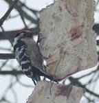 Dscf6365