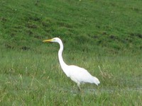 Biebrza_czaplabiala_13092009
