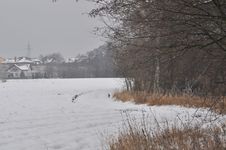 Zając