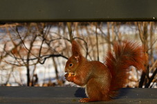 Dsc_1831awiewior