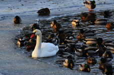 Dsc_1939labedz