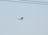 Dscf2654.1