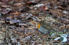 Dsc_3065rudzik