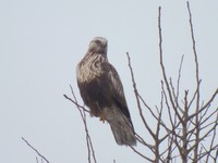 Dscf7015.1