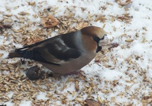 Dscf0580