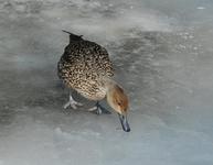 Kaczka1