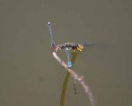 Img_4730