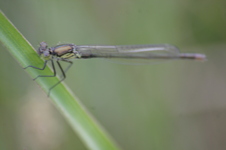 Oczobarwnica_wi_ksza