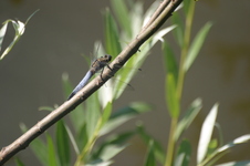 Lecicha_pospolita