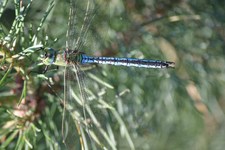 Anax_imperator