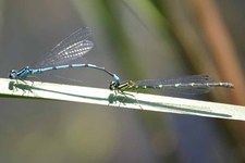 Coenagrion_puella