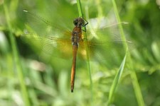 Sympetrum_flaveolum1