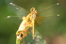 Sympetrum_flaveolum2