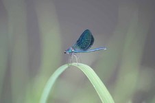 Calopteryx_splendens