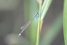 Ischnura_elegans