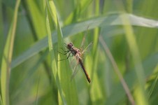 Sympetrum_flaveolum2