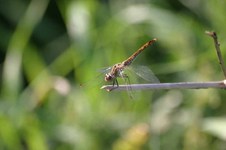 Sympetrum_sanguinuem1