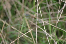 Lestes_barbarus1