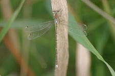 Lestes_barbarus2