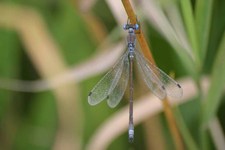 Lestes_dryas