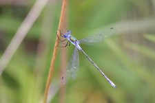 Lestes_sponsa1