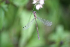 Lestes_sponsa2