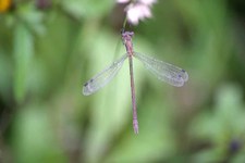 Lestes_sponsa3