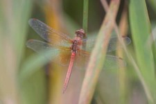 Sympetrum_flaveolum